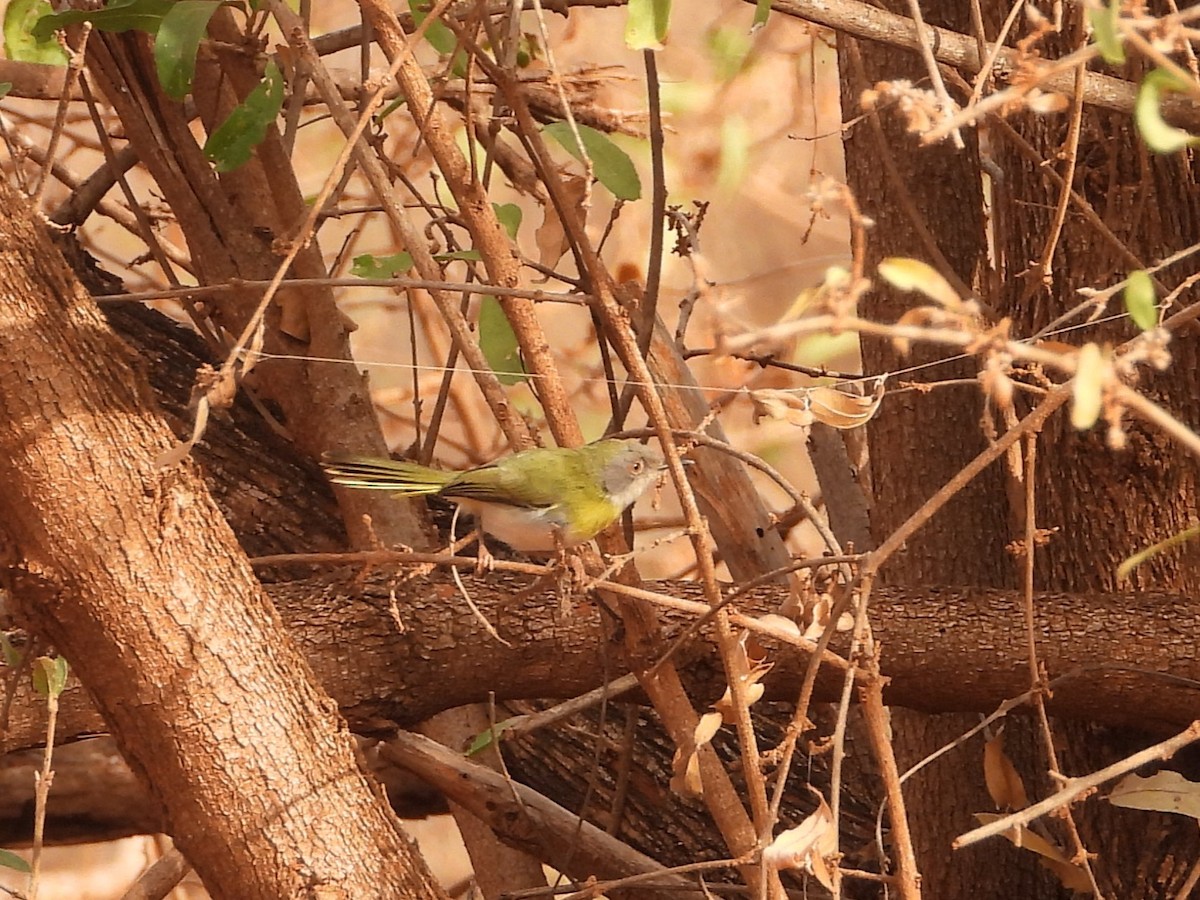 Yellow-breasted Apalis - ML645079701