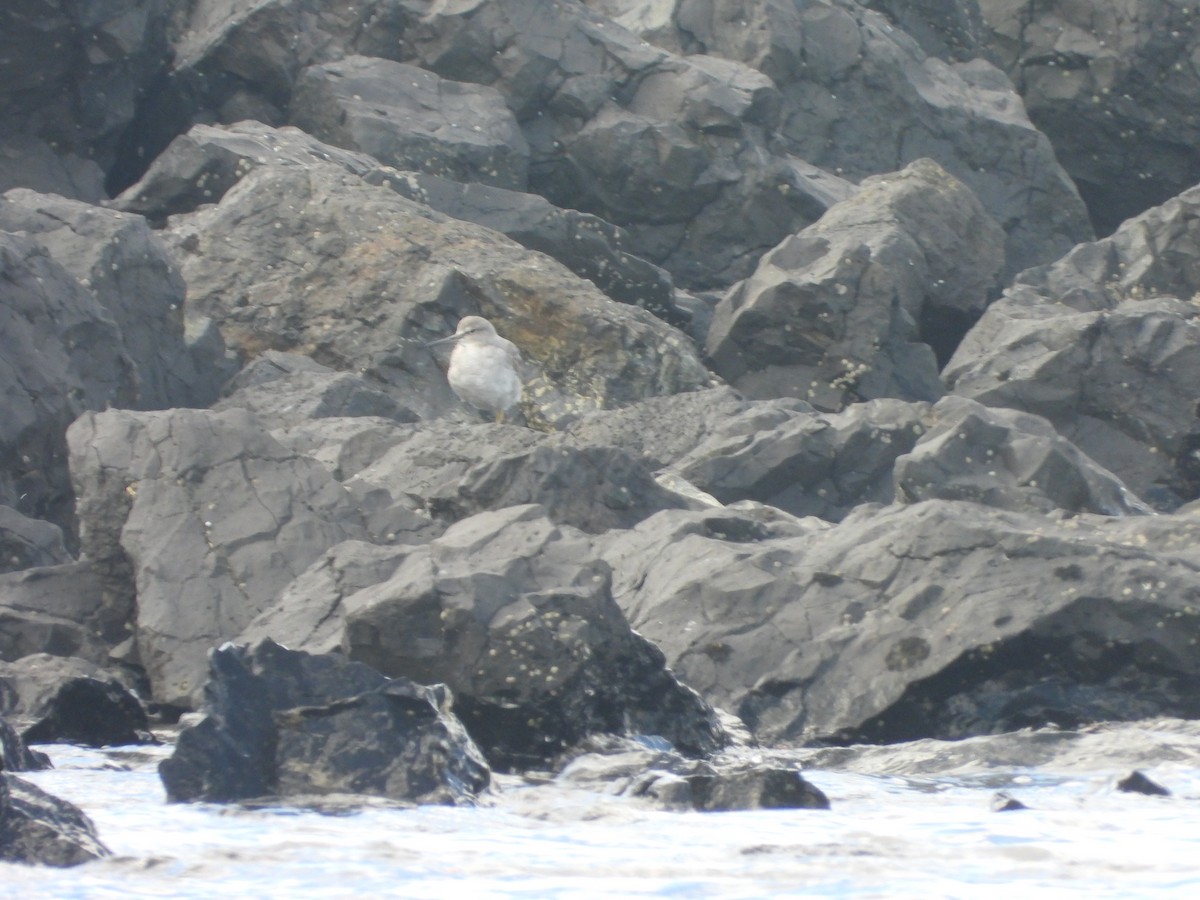 キアシシギ - ML645079718