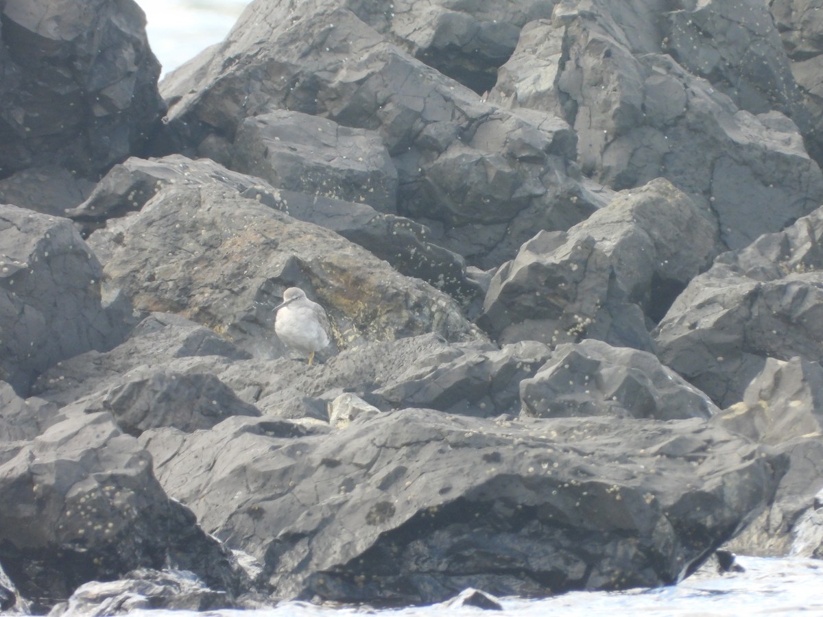 キアシシギ - ML645079719