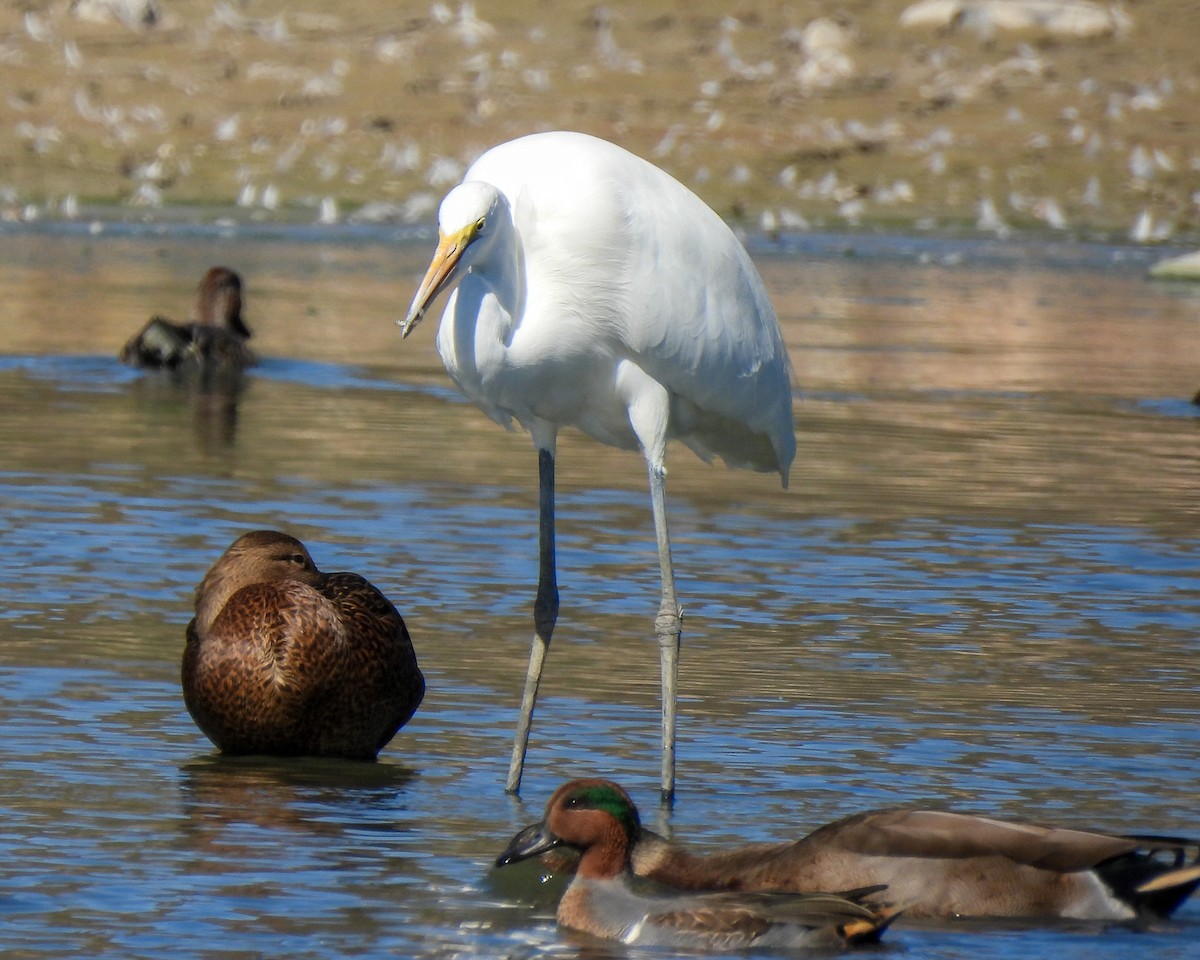 Great Egret - ML645079721