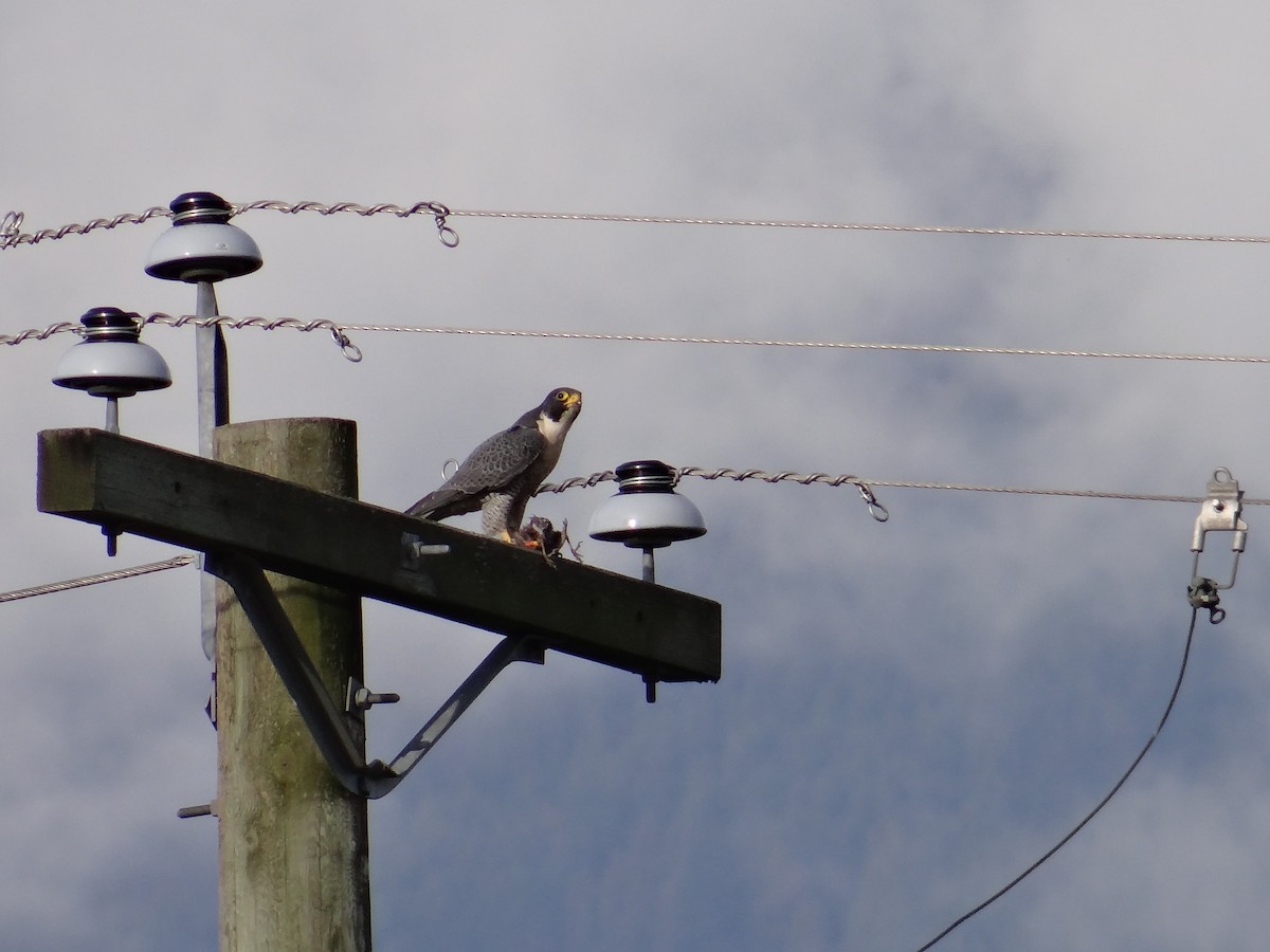 Эгэл шонхор - ML645079743