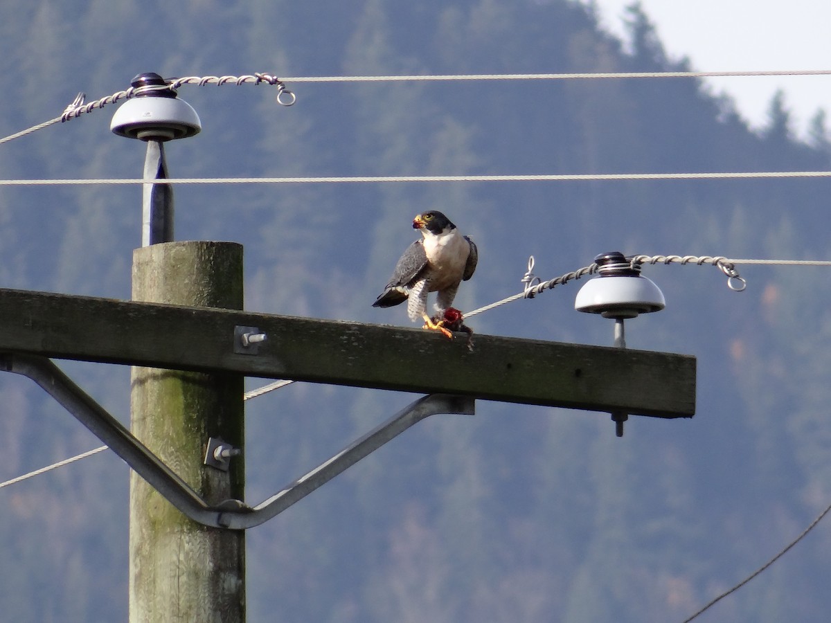 Эгэл шонхор - ML645079744