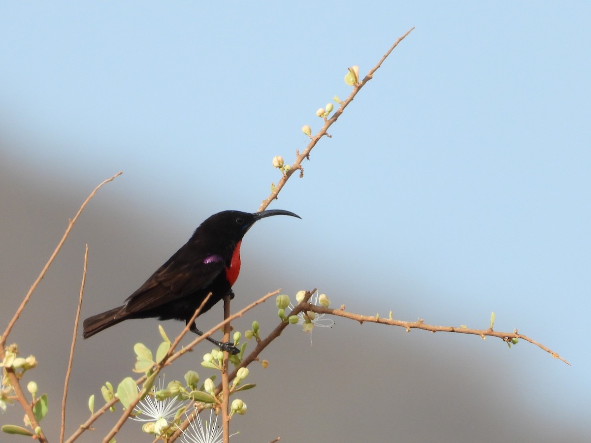 Hunter's Sunbird - ML645079750