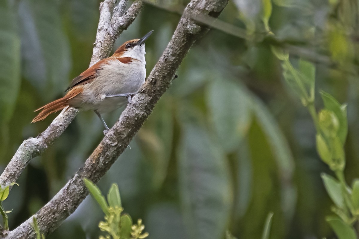 Red-and-white Spinetail - ML645079760