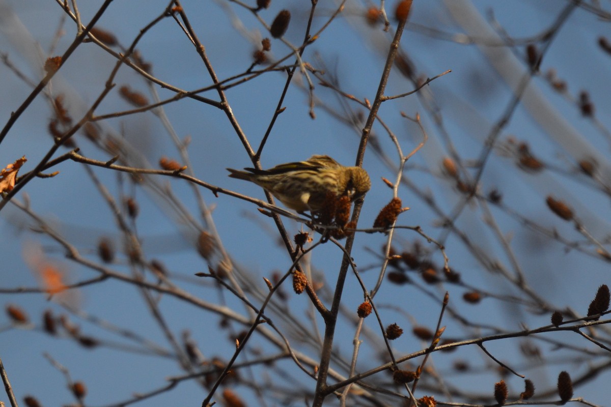 Pine Siskin - ML645079761