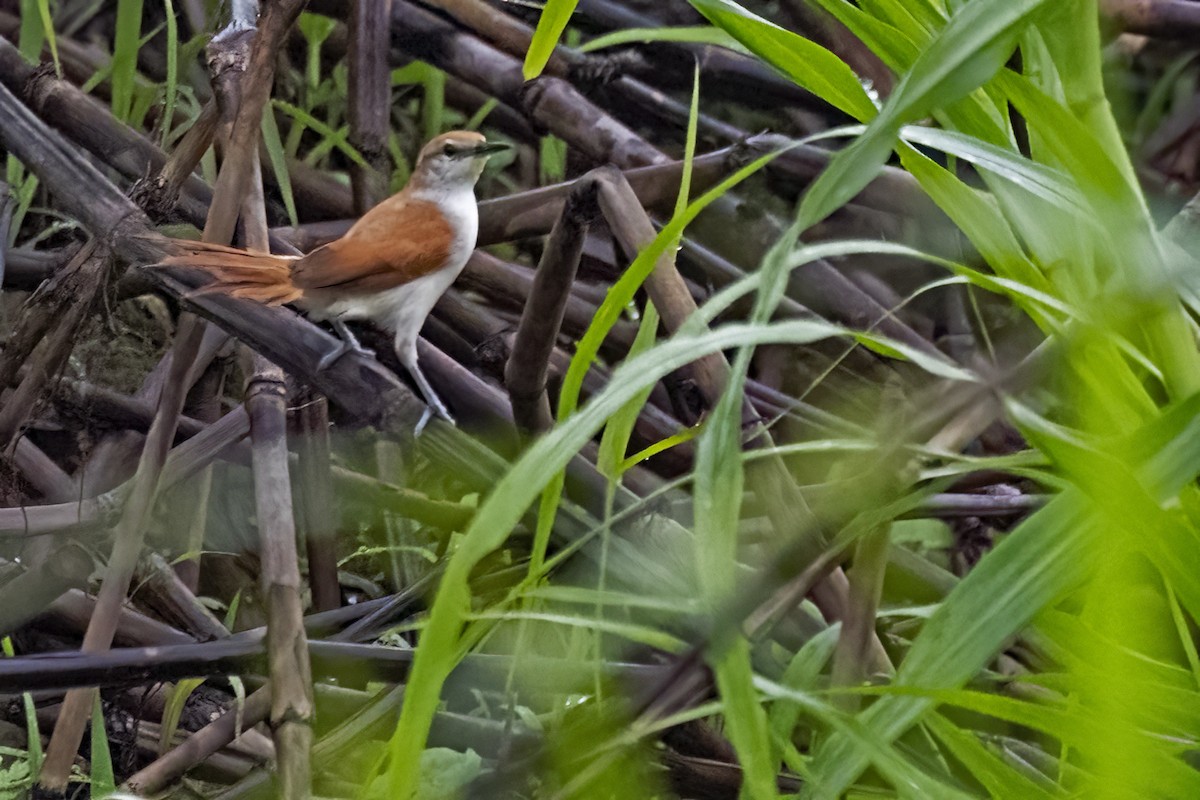 Yellow-chinned Spinetail - ML645079776