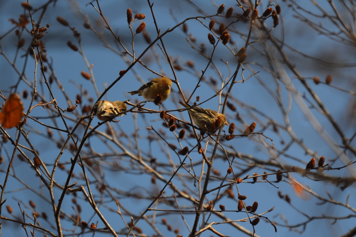 Pine Siskin - ML645079786