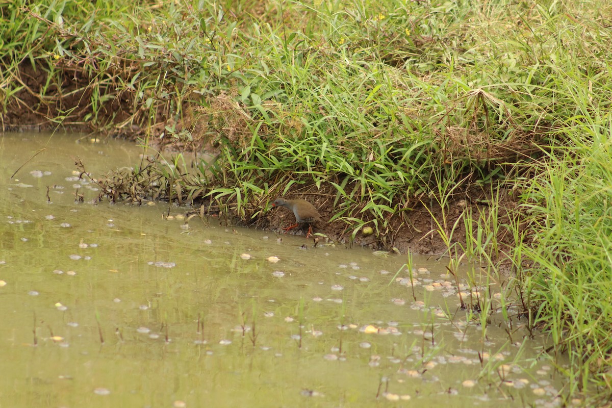 Paint-billed Crake - ML645079793