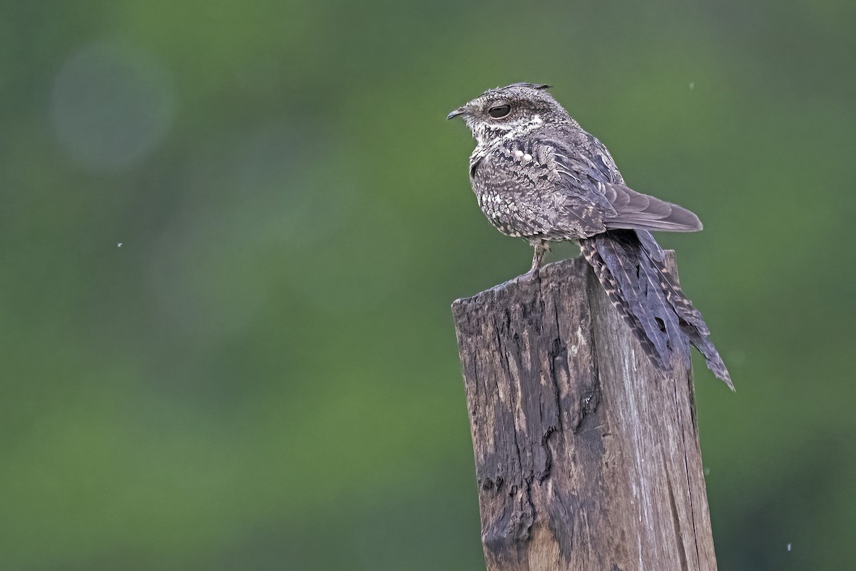 Ladder-tailed Nightjar - ML645079795
