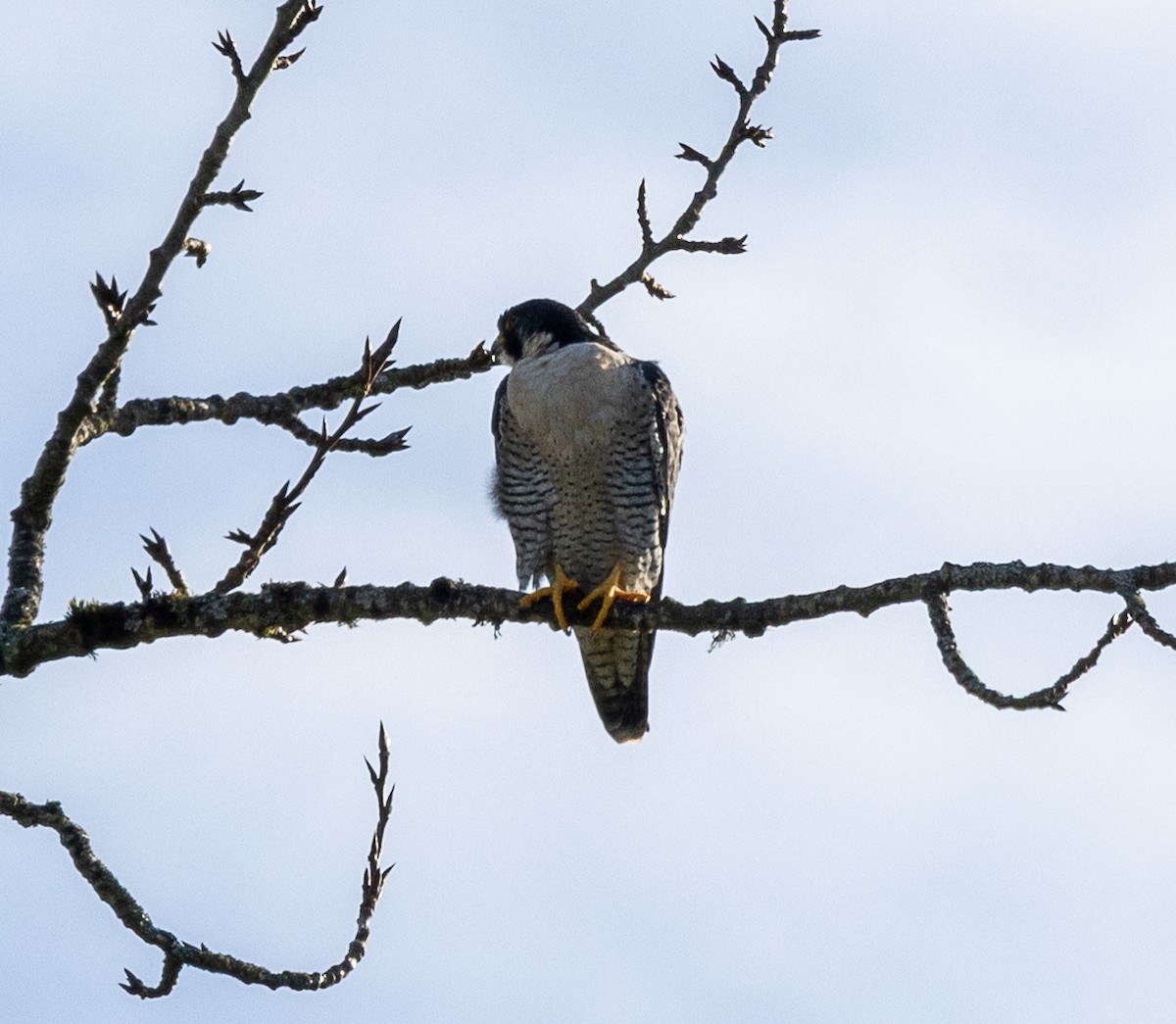 Эгэл шонхор - ML645079798