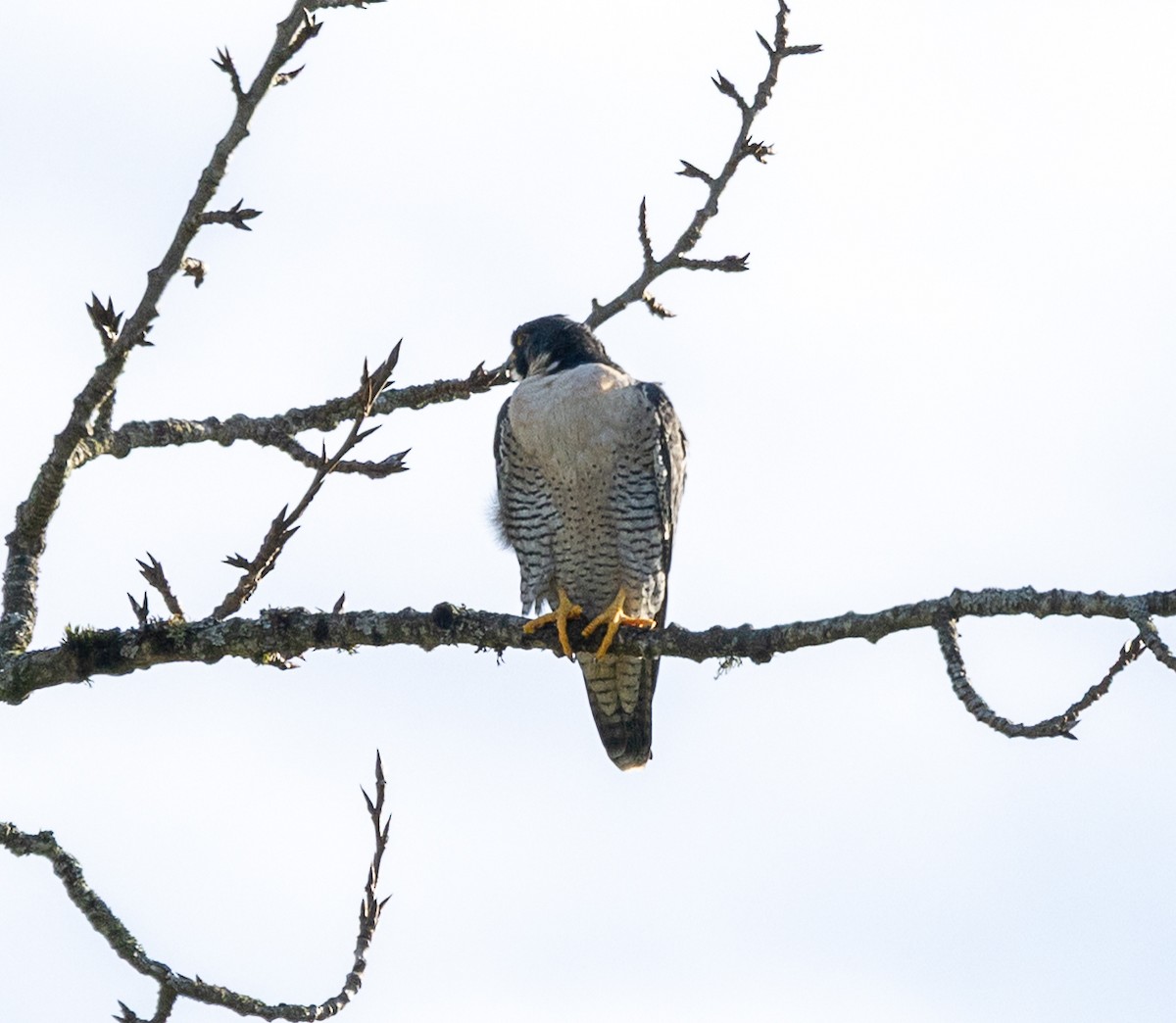 Эгэл шонхор - ML645079799