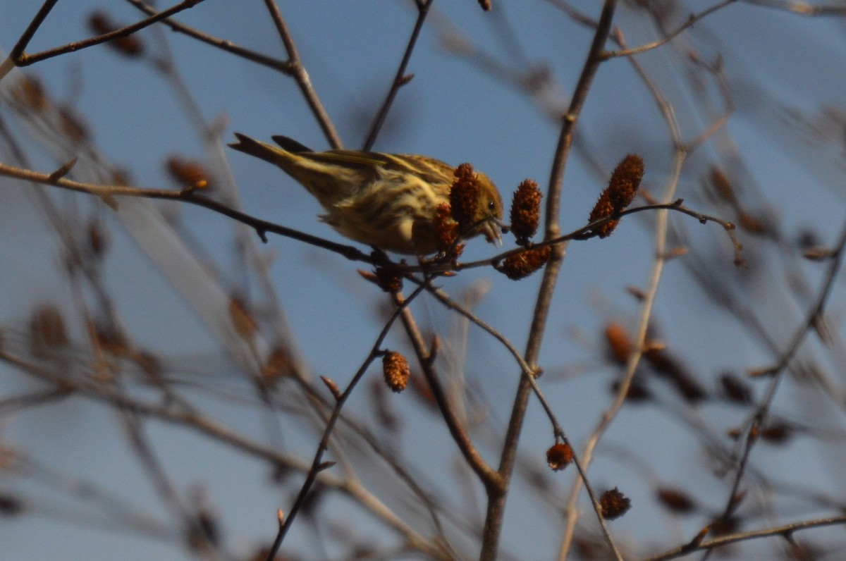 Pine Siskin - ML645079801