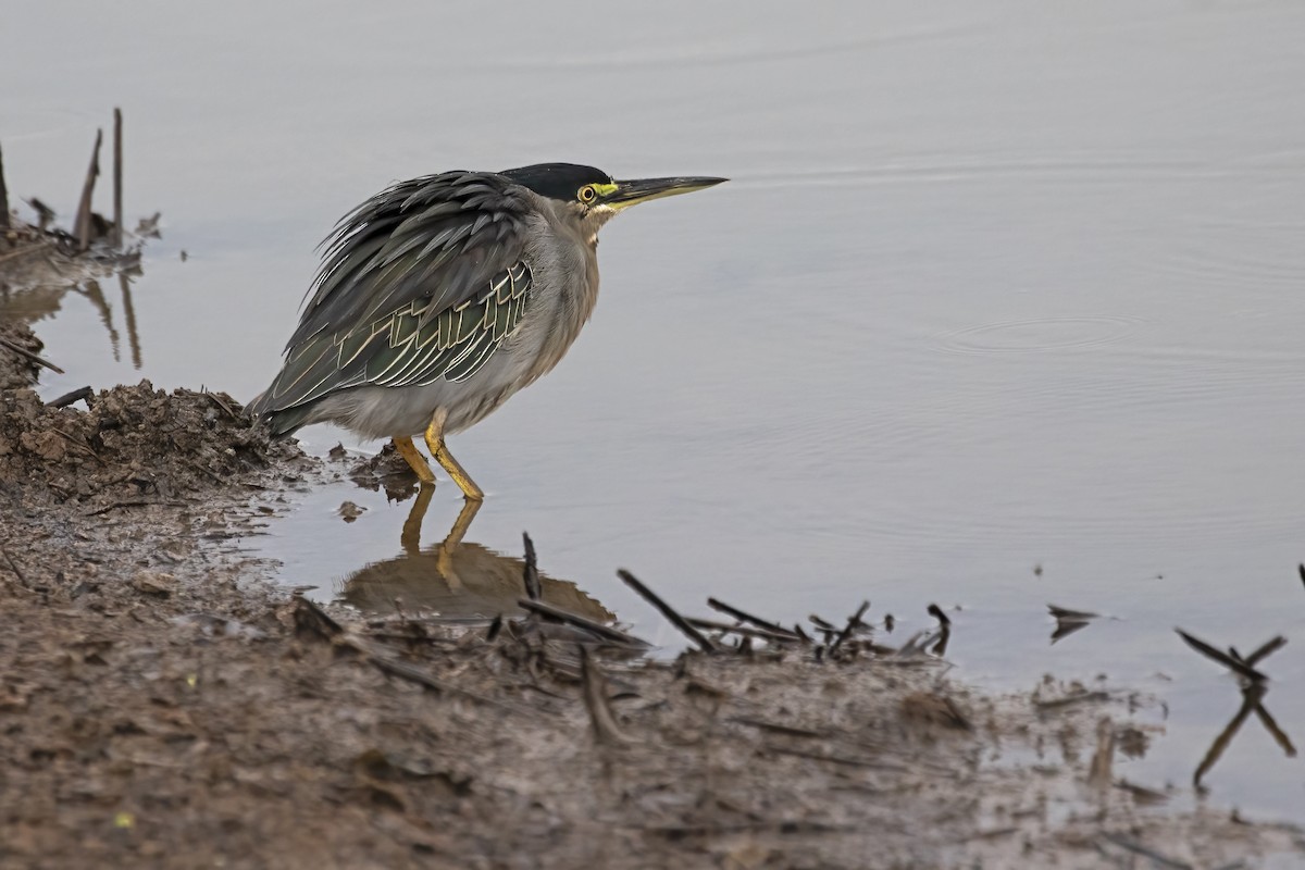 Striated Heron - ML645079804