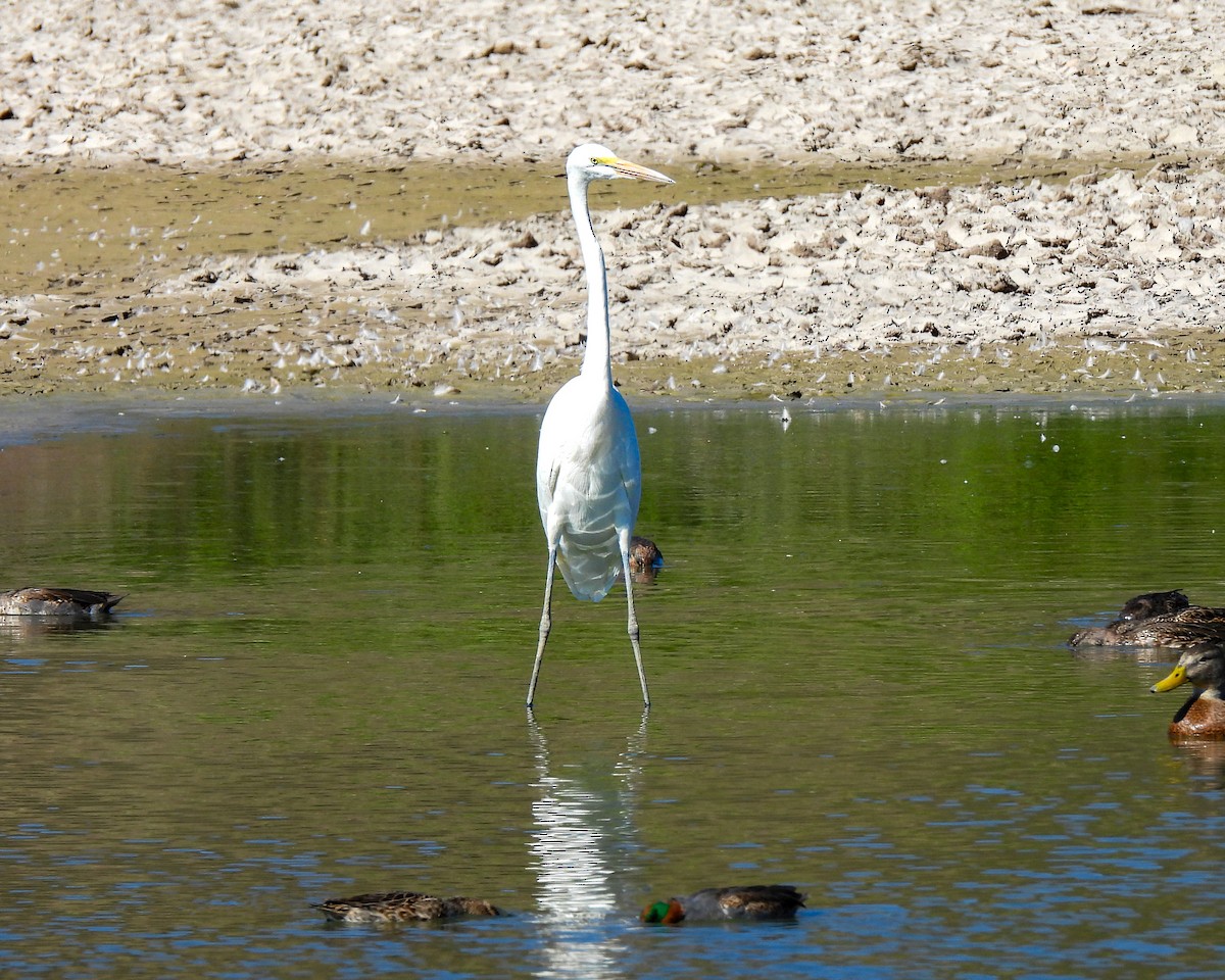 Great Egret - ML645079809