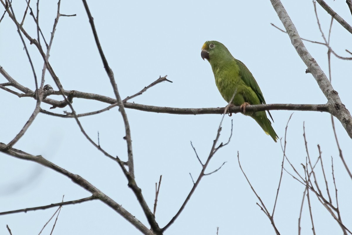 Tui Parakeet - ML645079811