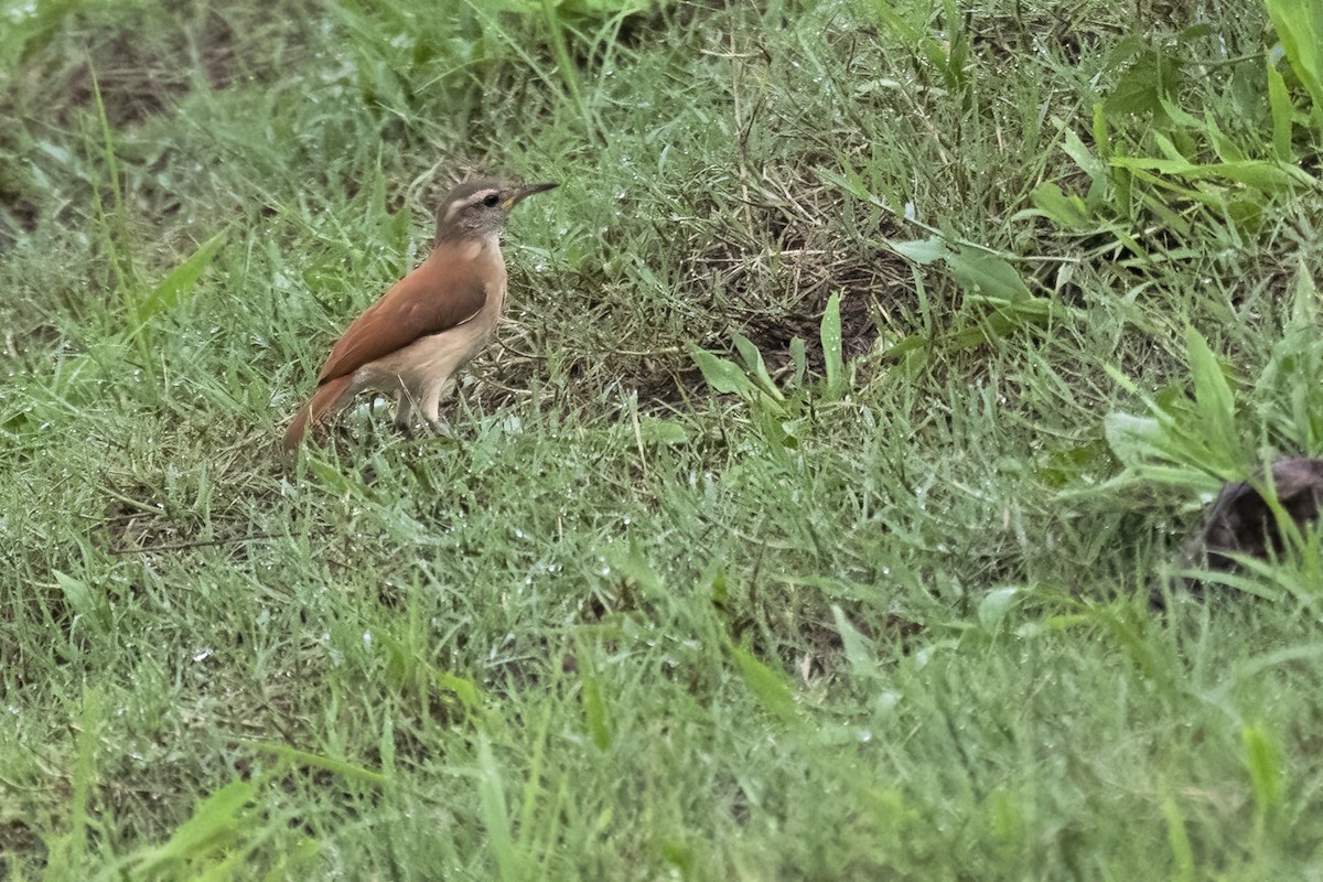 Lesser Hornero - ML645079813