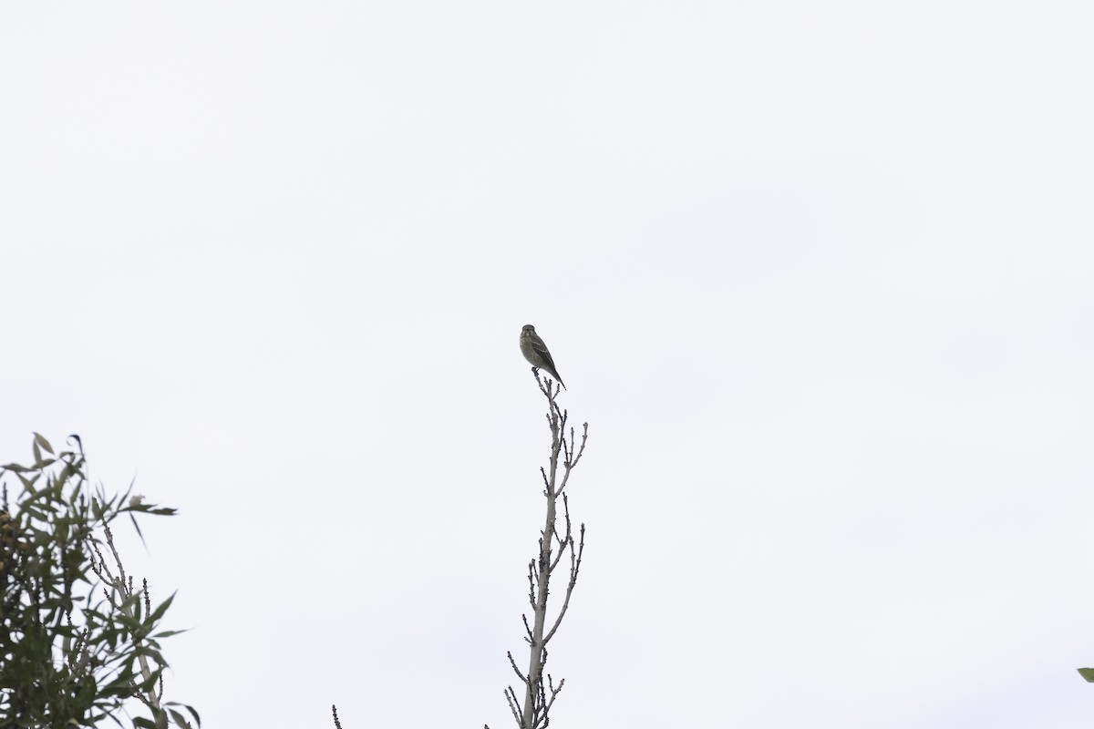 lejsek tmavoboký - ML645079833