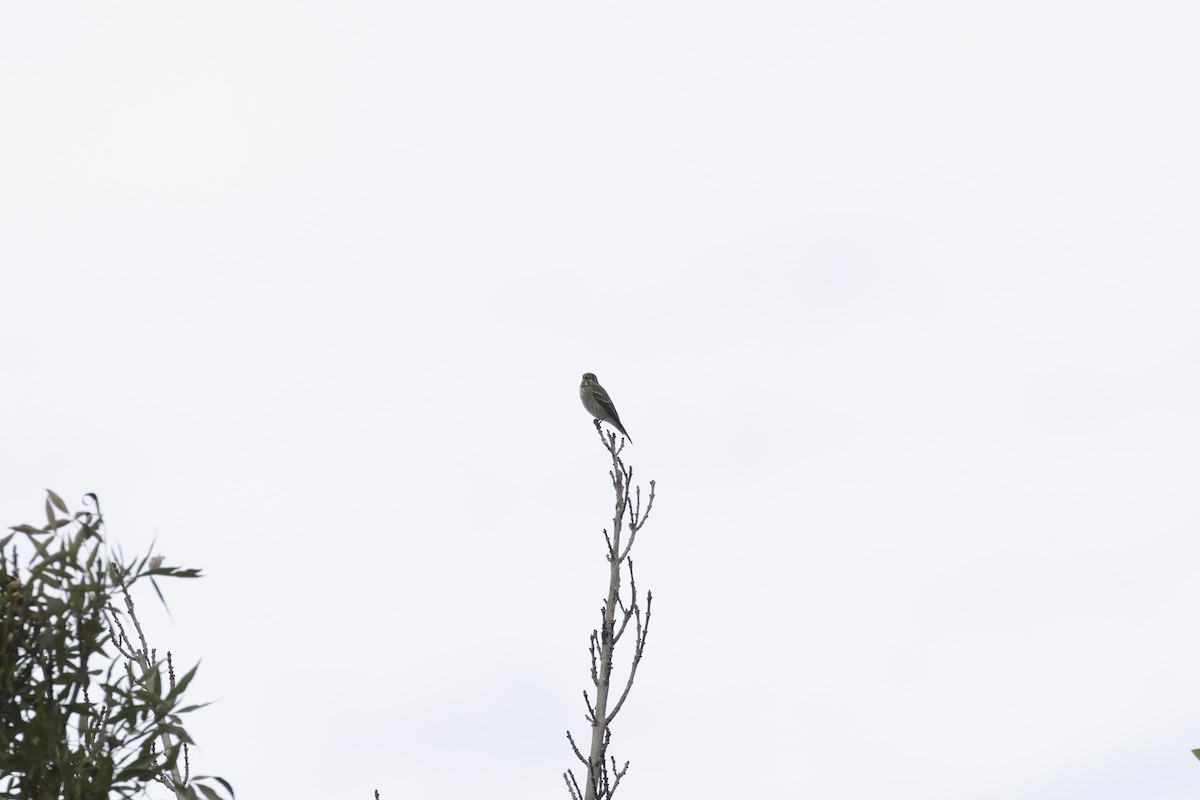 lejsek tmavoboký - ML645079834