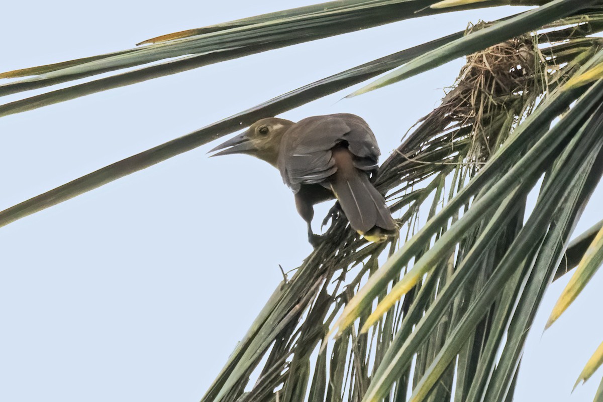Russet-backed Oropendola - ML645079840