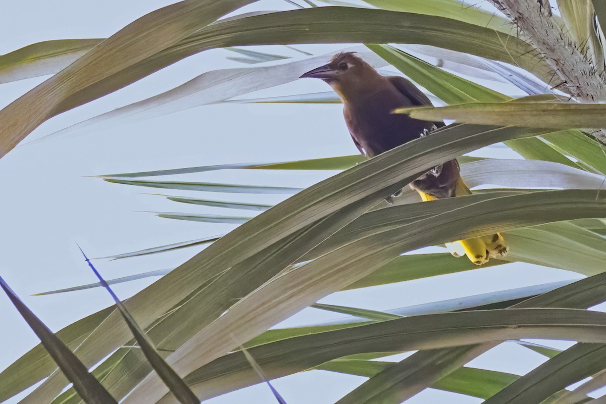 Russet-backed Oropendola - ML645079842