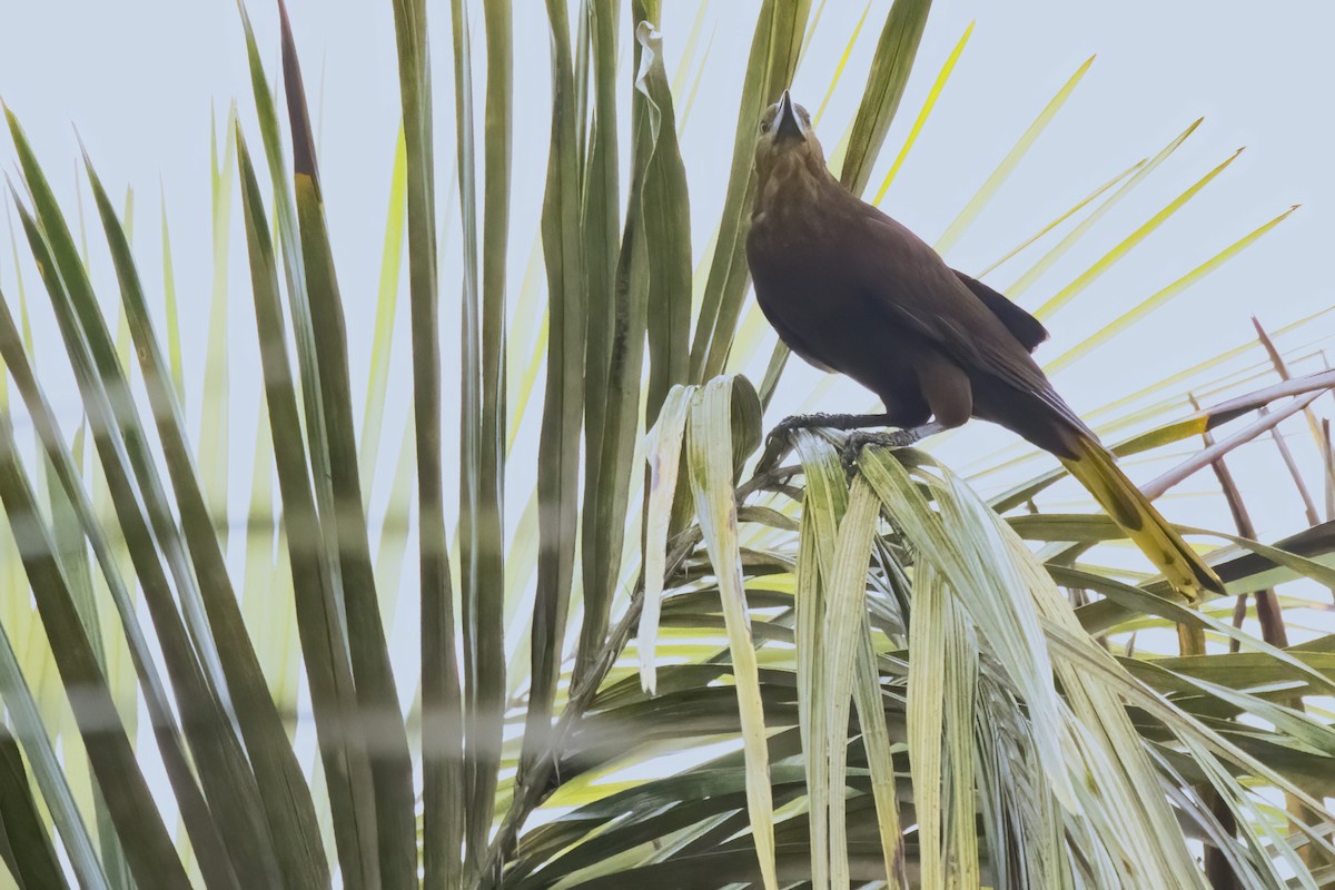 Russet-backed Oropendola - ML645079843
