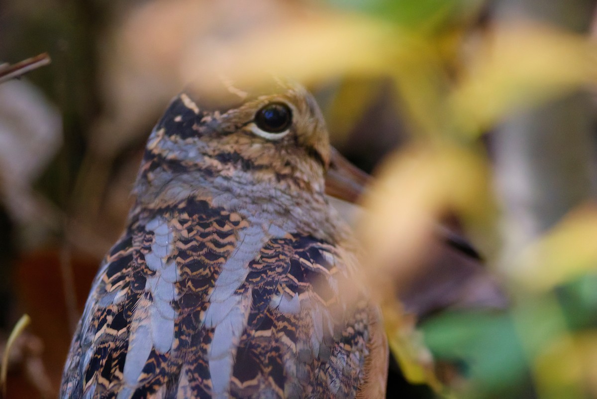 American Woodcock - ML645079845