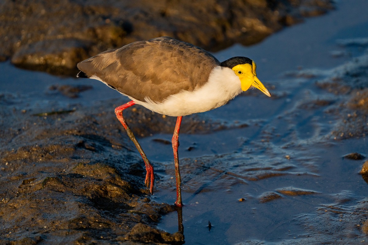 čejka australská - ML645079851