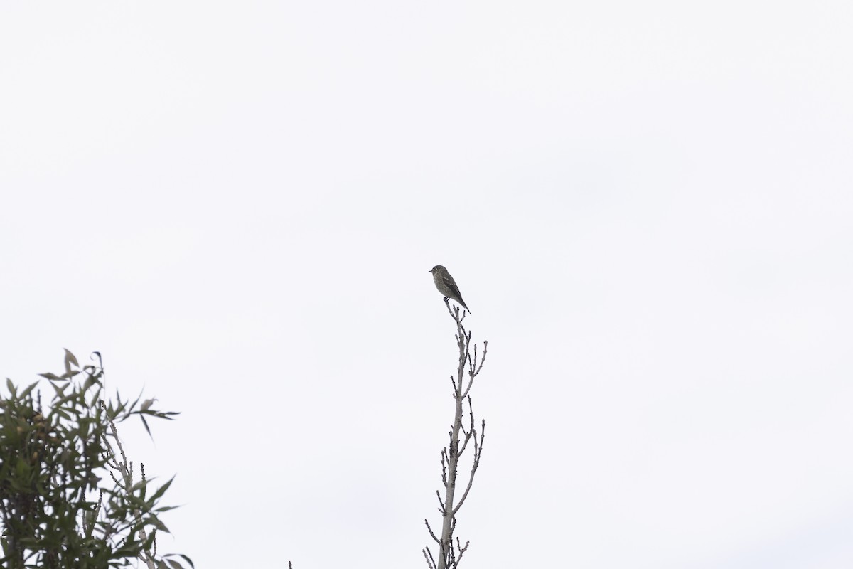 lejsek tmavoboký - ML645079861