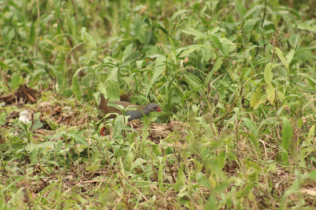 Paint-billed Crake - ML645079889