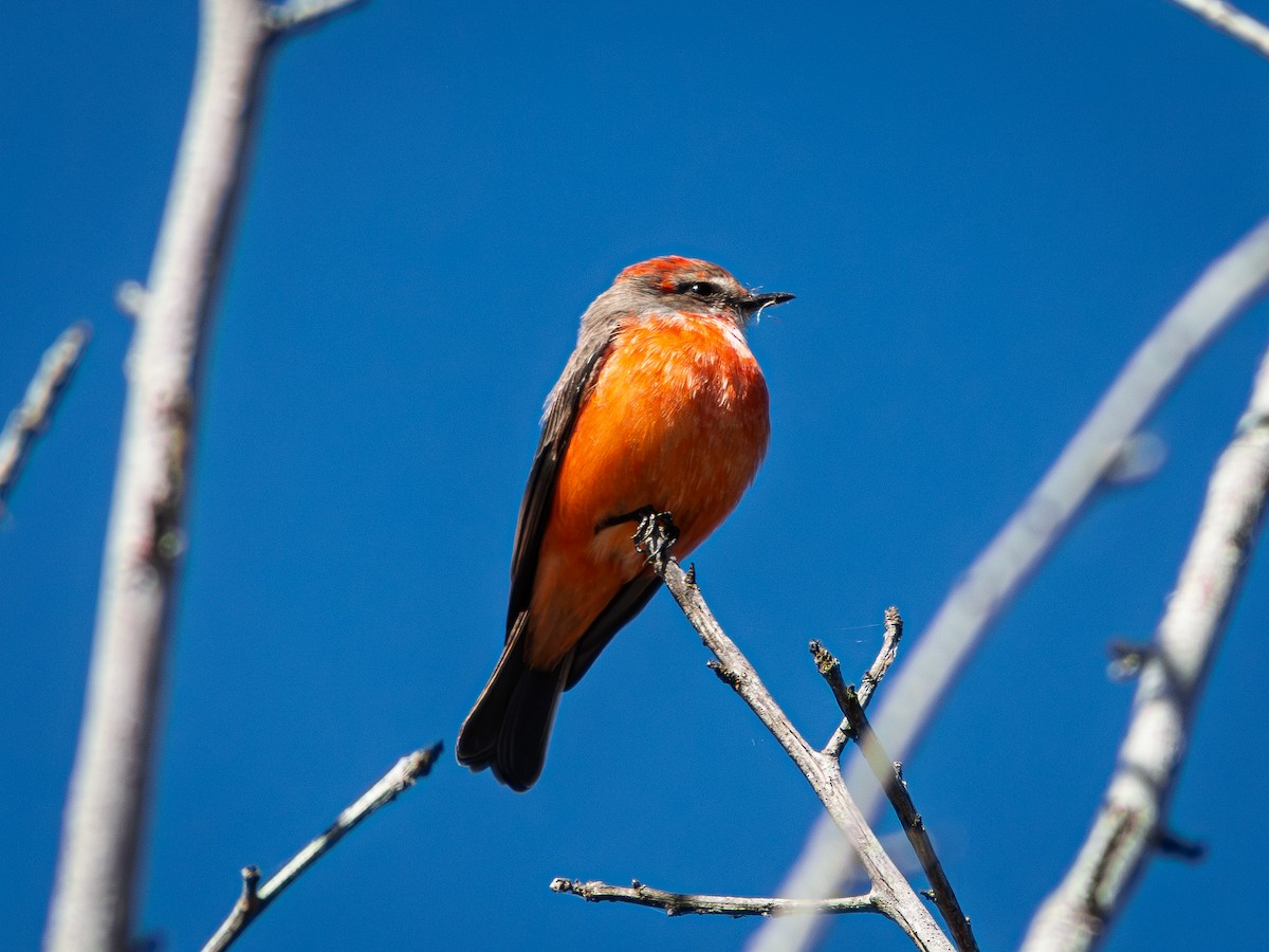 Vermilion Flycatcher - ML645079895