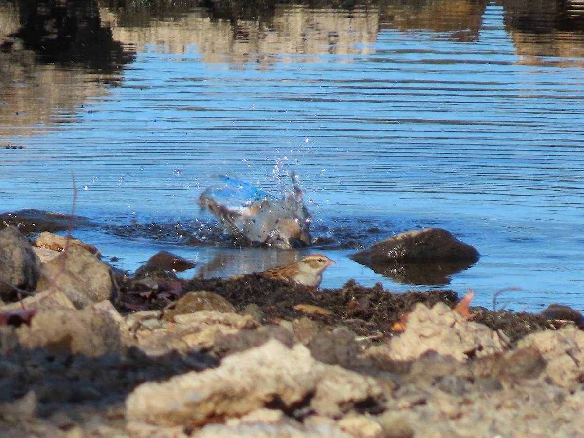 Chipping Sparrow - ML645079898