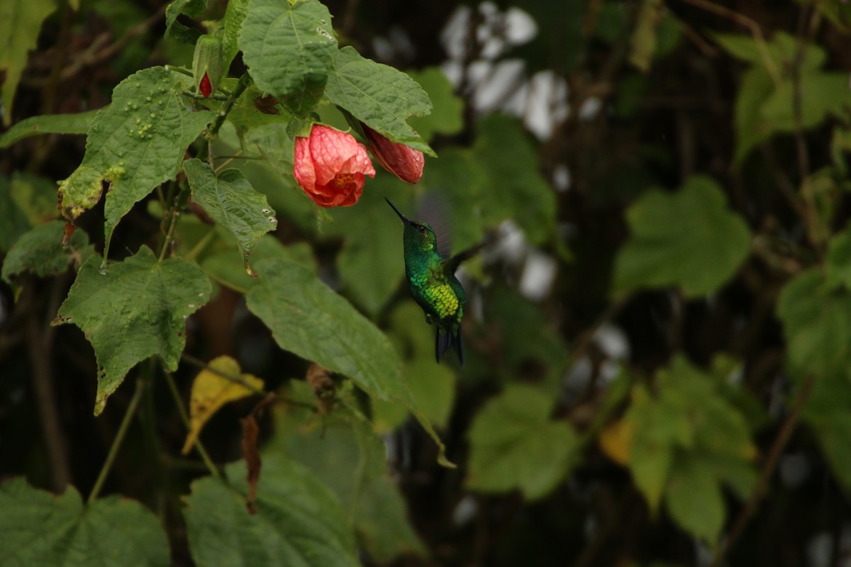 ハイバラエメラルドハチドリ - ML645079928