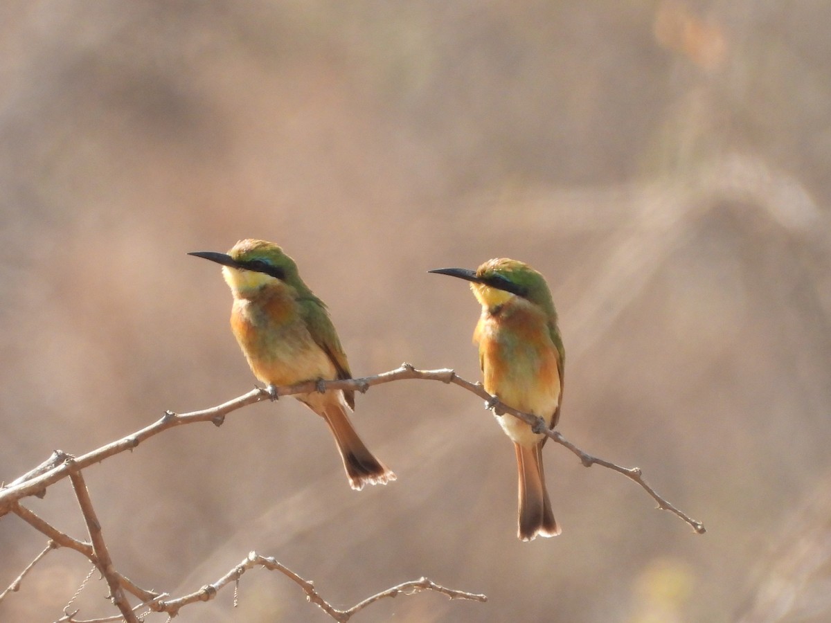 Little Bee-eater - ML645079949