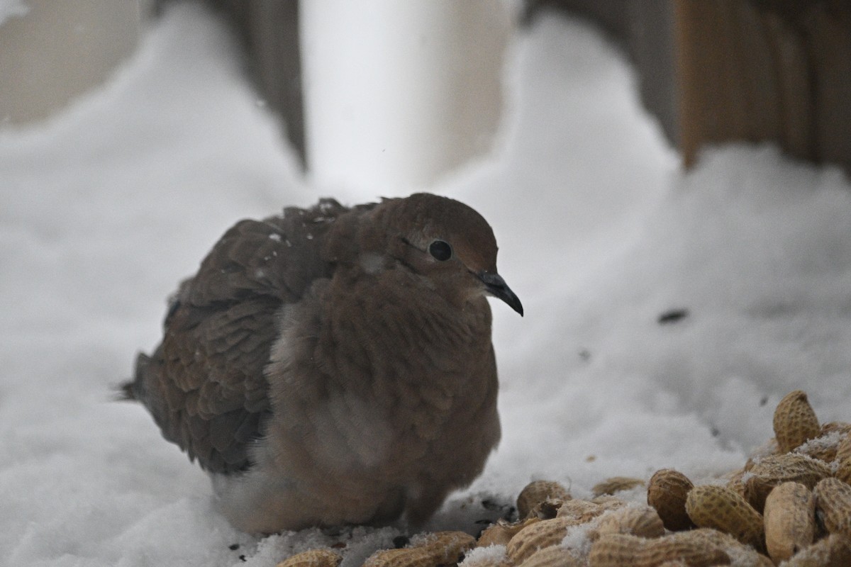 Mourning Dove - ML645079950