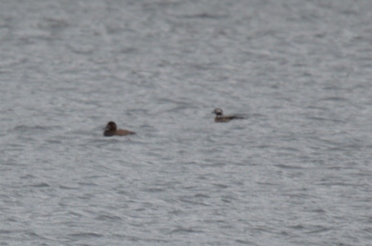 Long-tailed Duck - ML645079957