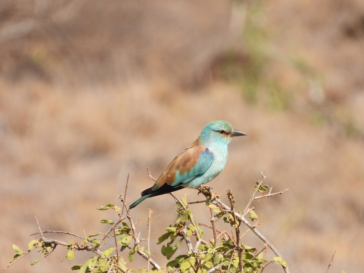 European Roller - ML645079971