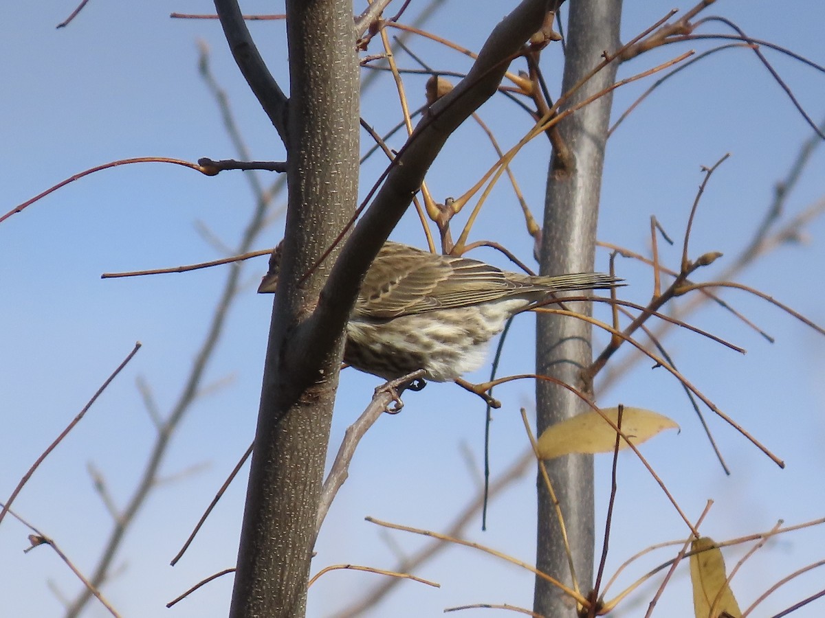 Purple Finch - ML645079977