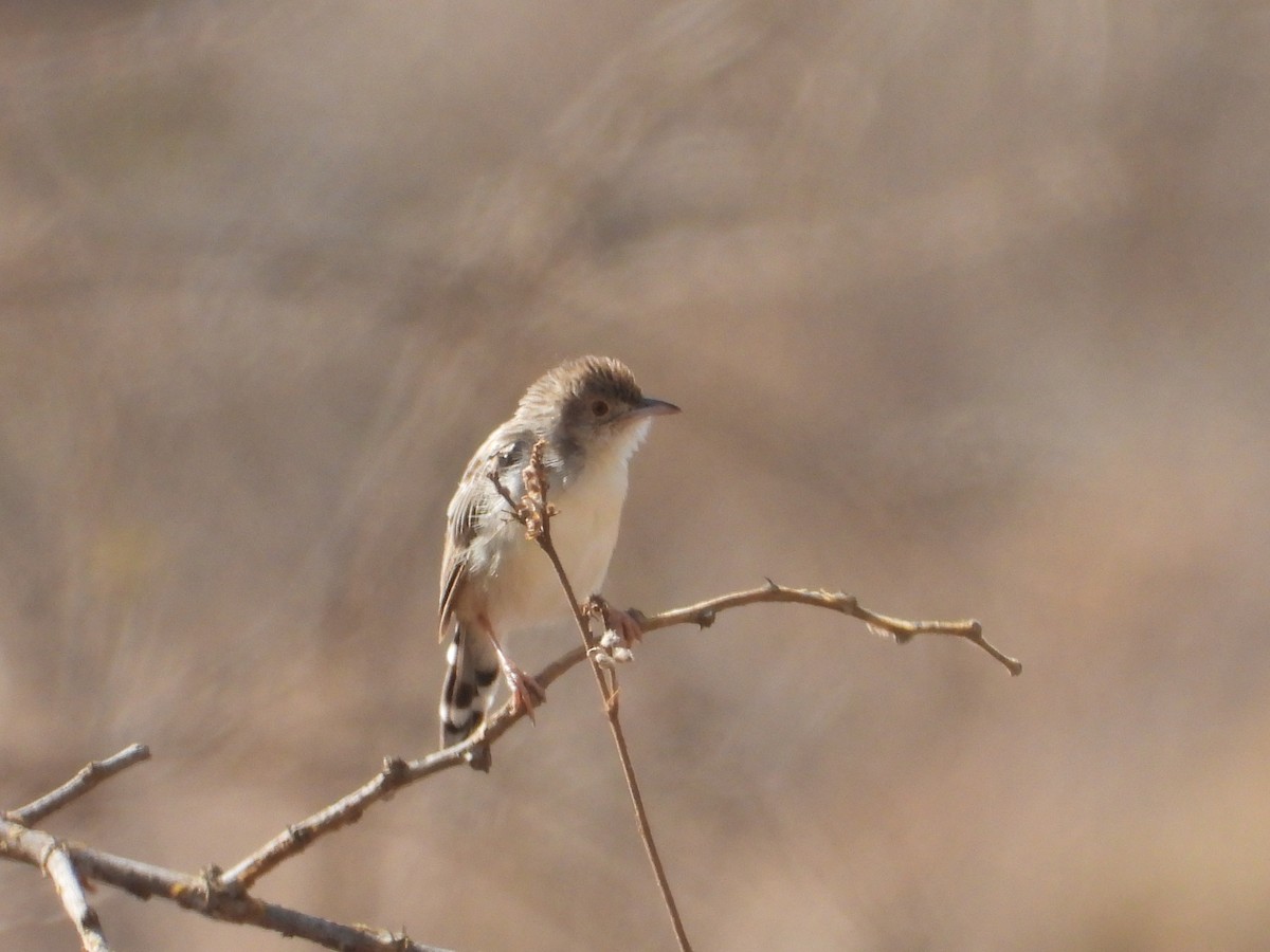 Rattling Cisticola - ML645079999