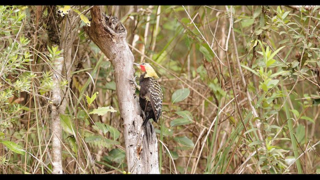 Sarışın Ağaçkakan - ML645080023