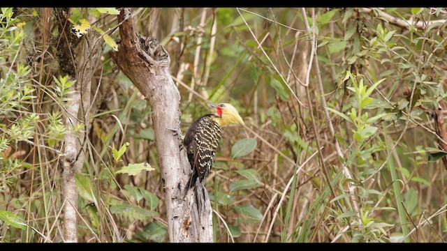 Sarışın Ağaçkakan - ML645080026