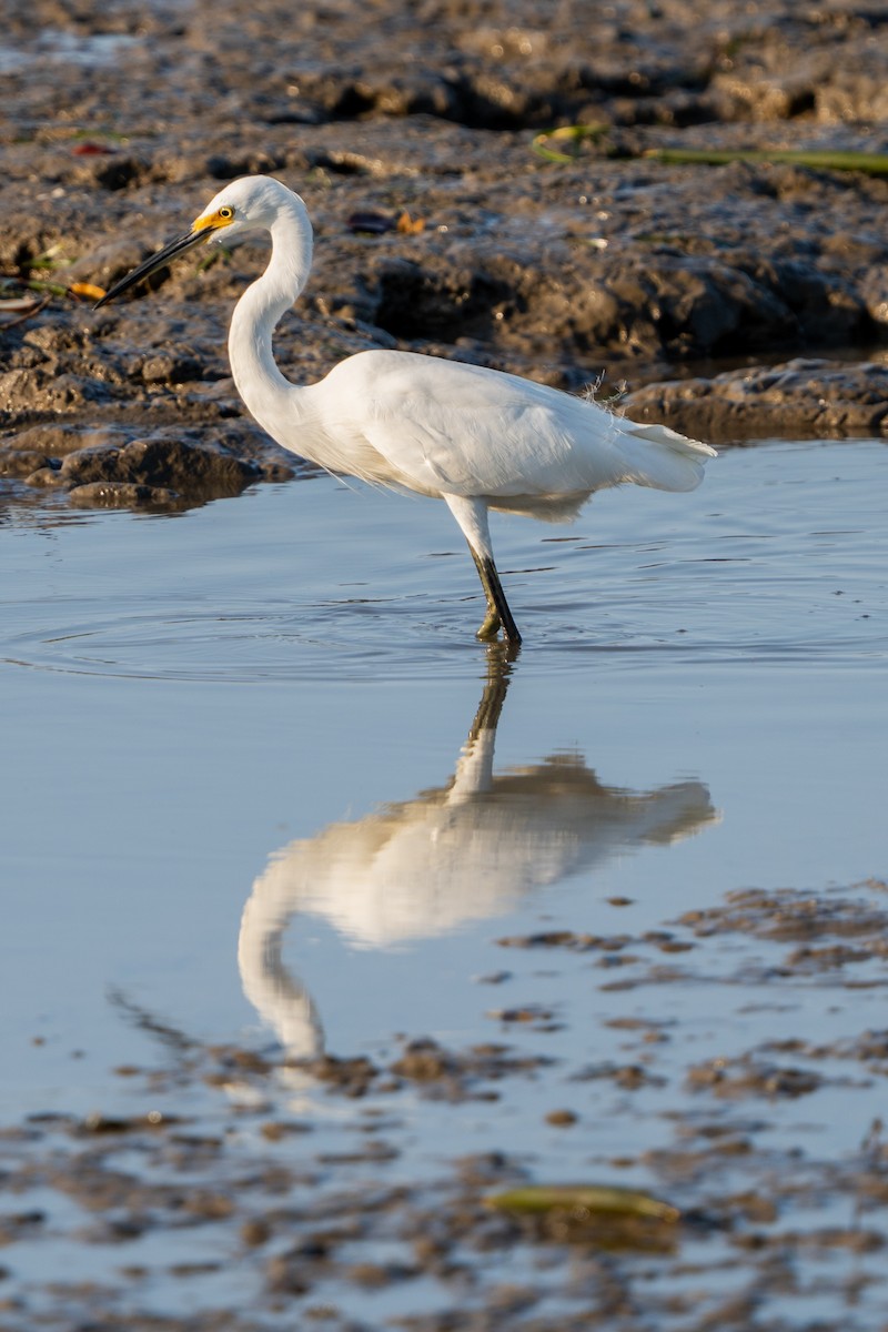 Great Egret - ML645080064