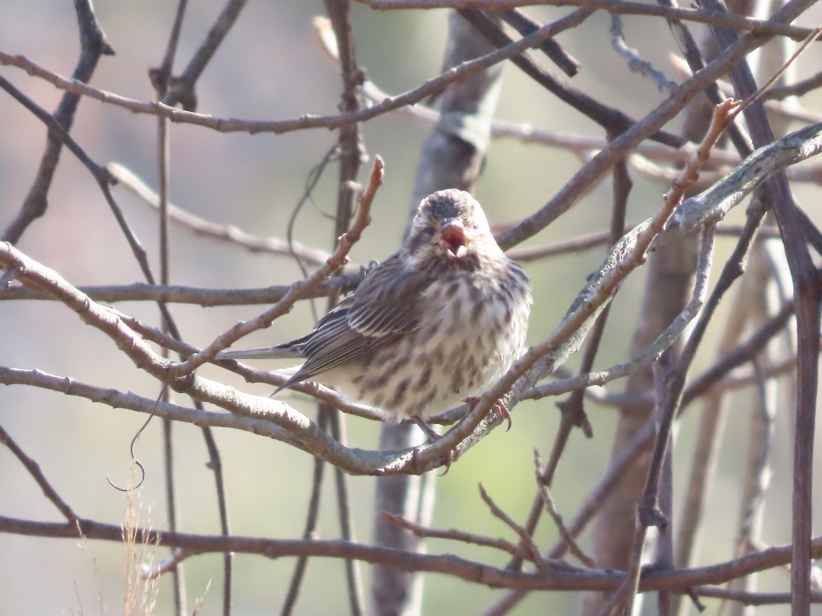 Purple Finch - ML645080067