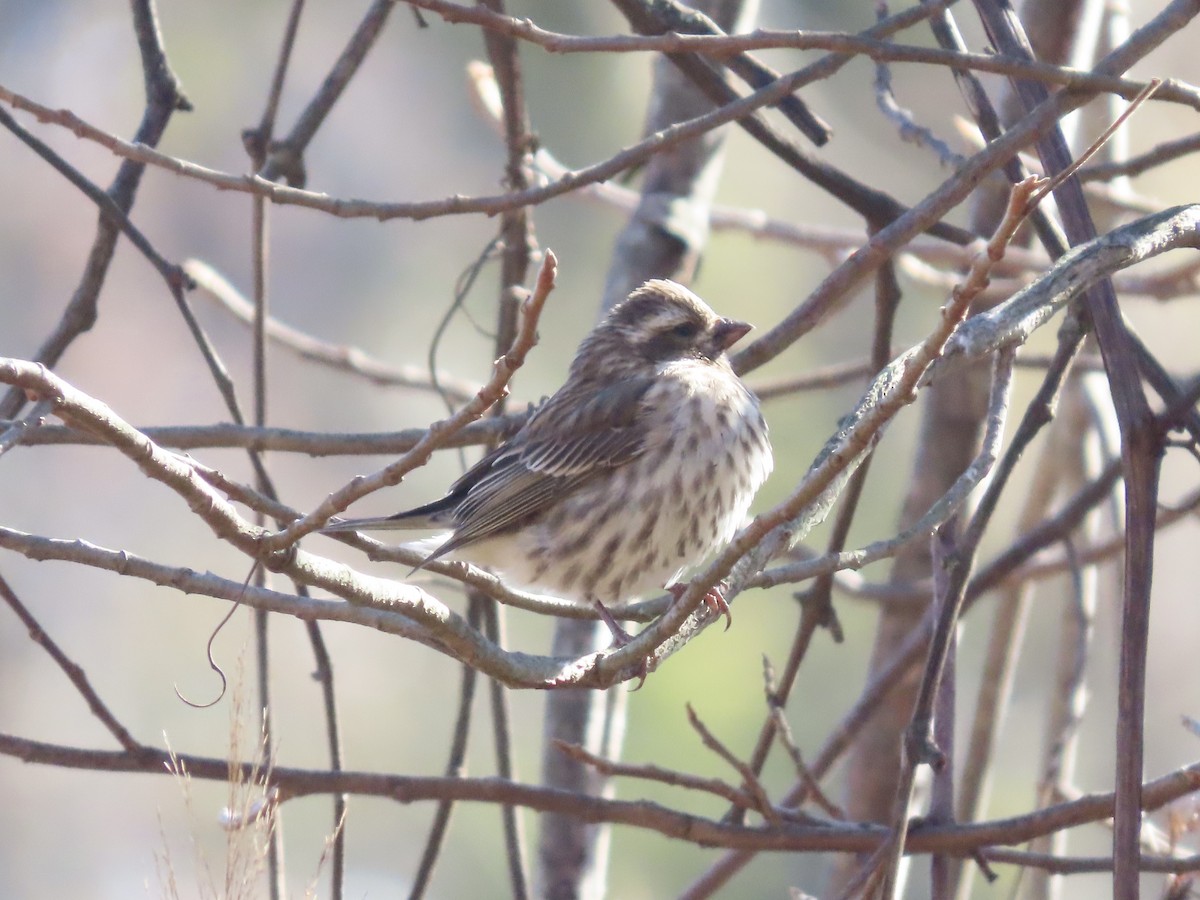 Purple Finch - ML645080068