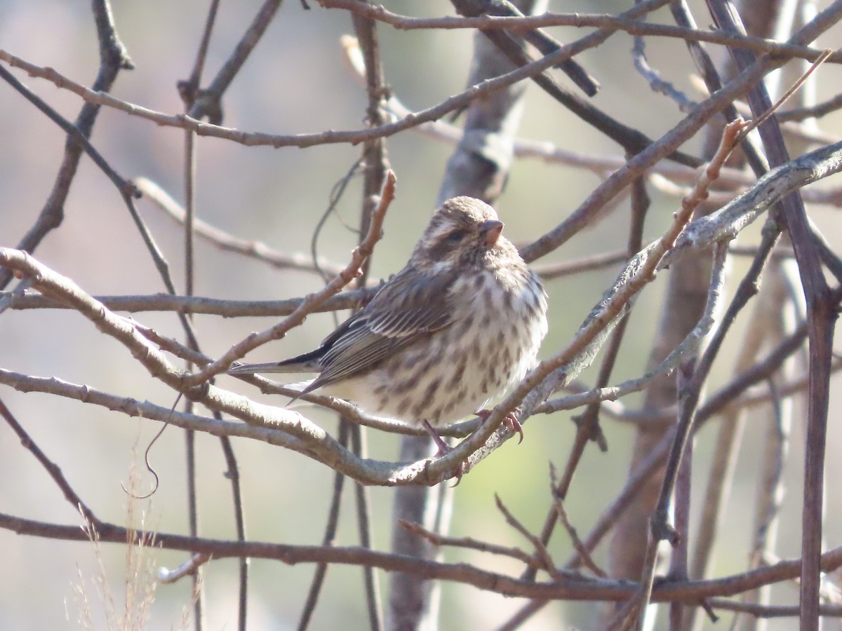 Purple Finch - ML645080069