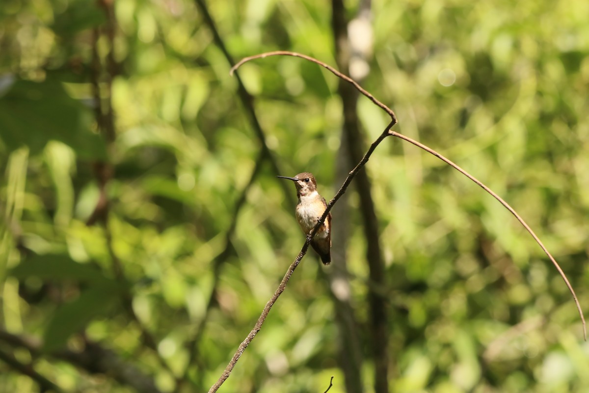 アメシストハチドリ - ML645080078