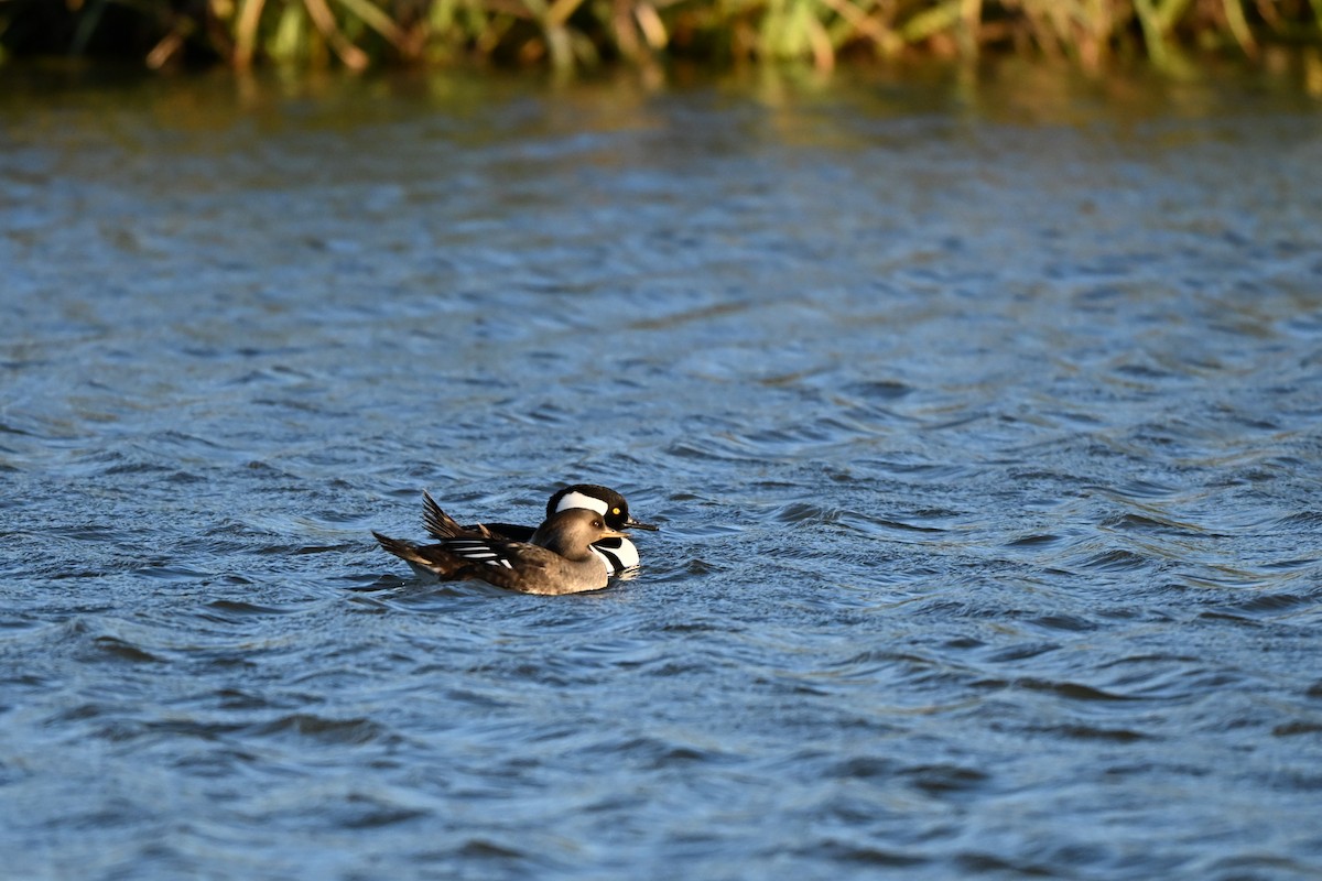 Hooded Merganser - ML645080084
