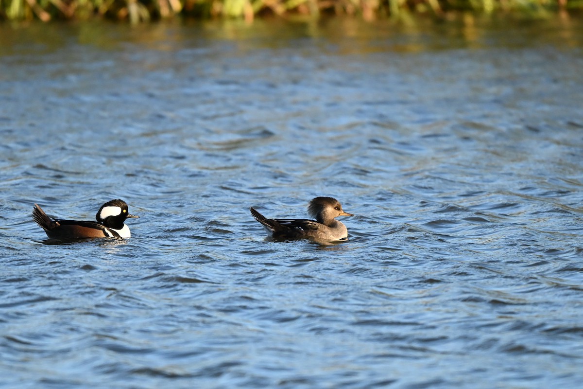 Hooded Merganser - ML645080086