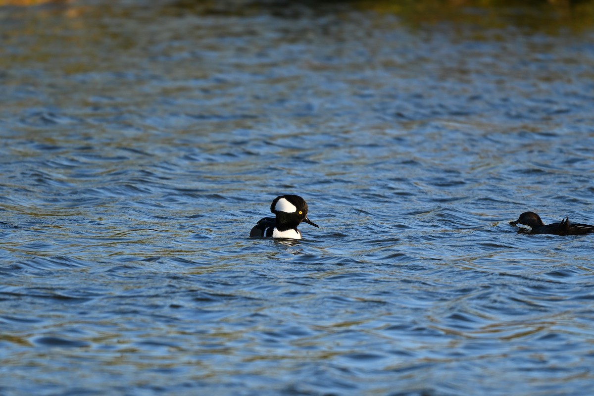Hooded Merganser - ML645080087