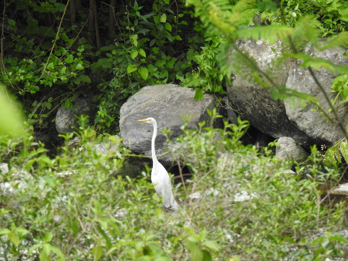 Great Egret - ML645080104