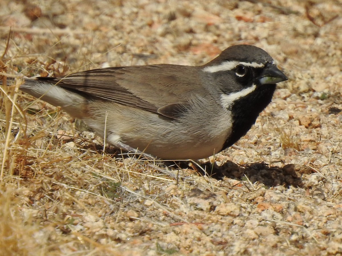Black-throated Sparrow - ML645080113